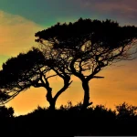 Etkili Sosyal Medya Yönetimi – Markanızı Dijitalde Nasıl Yükseltirsiniz?